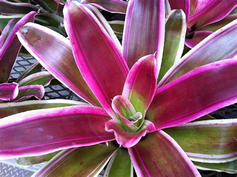 鳳梨花|袁晓辉 Rita : 鳳梨花 Bromeliads 的種類及種法